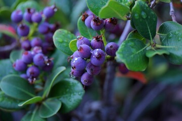 雨上がりのベリー　シャリンバイ