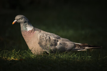 Ringeltaube auf der Wiese