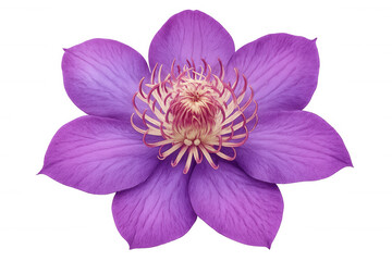 Purple clematis flower showcasing delicate petals and intricate stamen structure, isolated on a transparent background