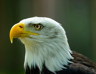 american bald eagle
