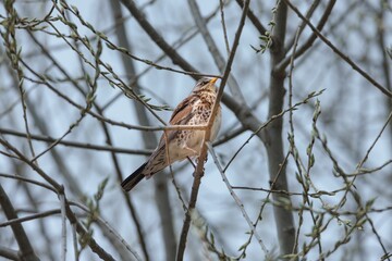 A Fieldfare perched on a thin tree branch. New spring buds sprout around it against a muted sky. The bird is a splash of warm color on a cloudy spring day