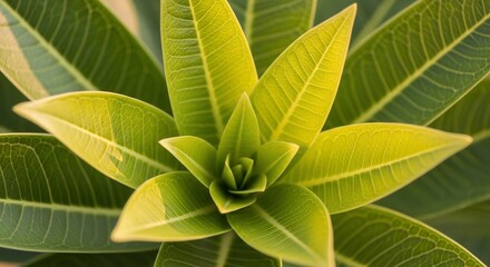 Vibrant Green Foliage of a Tropical Plant, Close-Up View from Above.