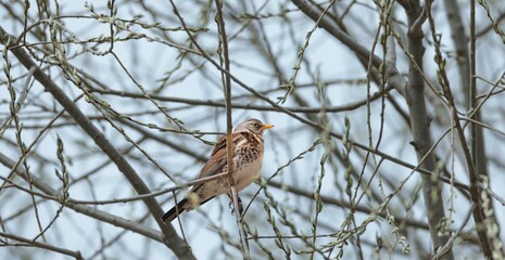 A Fieldfare perches on a branch, surrounded by delicate buds, possibly in early spring. The bird appears relaxed and still, blending with nature's palette