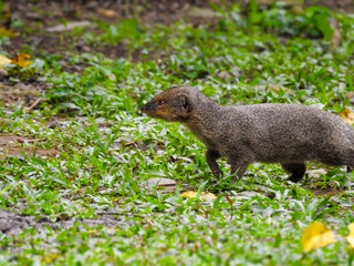 Indian Brown Mongoose in Fiji