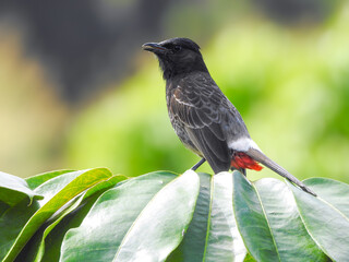Close-up of a Red-vented Bulbul