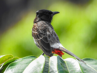 Red-vented Bulbul Looking at Camera