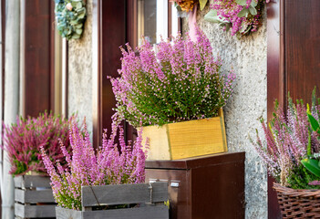 Autumn flower market. Blooming heather in the flowerpots	