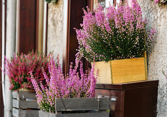 Autumn flower market. Blooming heather in the flowerpots	