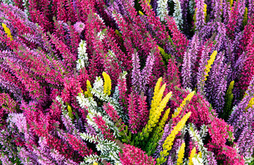 Pink heather flowers in the autumn park	