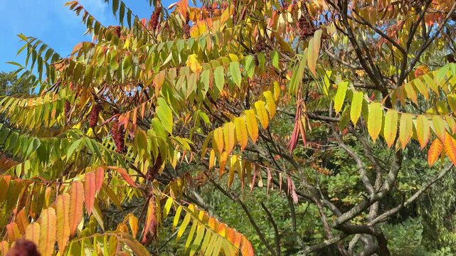 Autumn colorful leaves of sumac tree. 