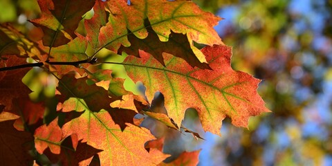 feuilles d'automne colorées