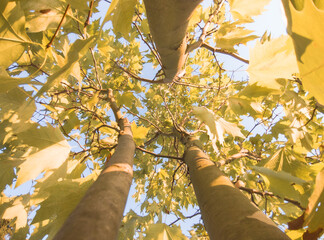 Platanus orientalis. Autumn landscape young tree, view from below in the center of the tree. Wide angle