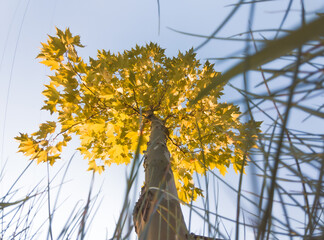 Platanus orientalis. Autumn landscape young tree, view from below through the grass
