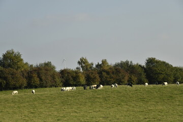 Troupeau de vaches laitières dispersée près d'un bois à Écaussinnes d'Enghien (Soignies) 