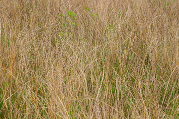 A field of dry yellow steppe grass. Close-up.