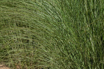 Tall green steppe grass. Plant background. Close-up.