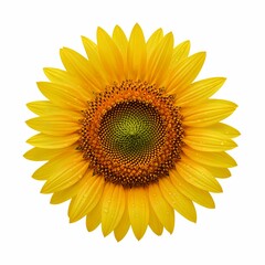 Fototapeta premium Isolated bright yellow sunflower blossom close up on white background for summer and spring time use