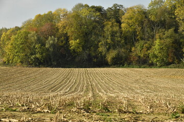 Vaste champ de racines de graminée longeant un bois à Écaussinnes d'Enghien (Soignies)