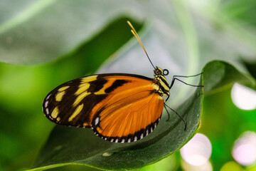 Obraz premium Schöner Schmetterling in lichten Farben