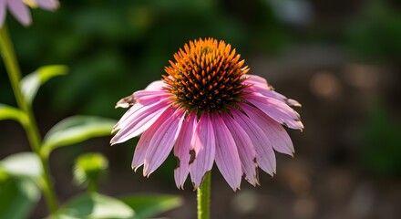 A close-up of a purple coneflower with a spiky orange center and some petal damage