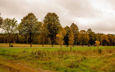 Bright Autumn Tree Line with Green Meadow. Vibrant autumn colors contrast beautifully with the lush green meadow in the foreground. The simple, clean composition emphasizes color harmony 
