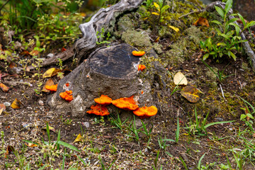 orange lichen on a tree stump