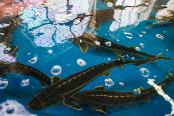 Top view of an aquarium with large sturgeon fish.