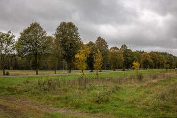 Autumn Trees Under Soft Grey Sky. Landscape with a wide meadow and a row of autumn trees in muted yellow-green tones. The overcast grey sky softens the contrast, giving the scene a calm