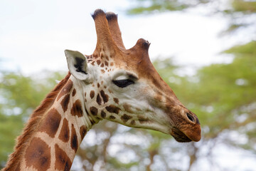 portrait of a giraffe, detail of the face of the animal