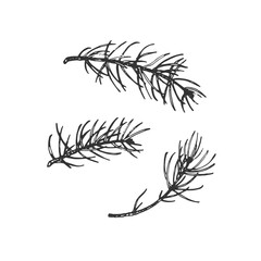 A fir tree branch set. Hand-drawn ink vector illustration. Graphic element for New Year's and Christmas design.