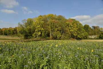 Couleurs d'automnes des feuillage des arbres longeant un champ de tournesols à Écaussinnes d'Enghien (Soignies)