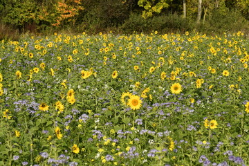 Champ de tournesols et fleurs mauves à Écaussinnes d'Enghien (Soignies)