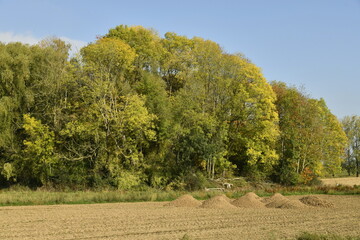 Couleurs d'automne des feuillages des arbres d'une forêt longeant les champs à Écaussinnes d'Enghien (Soignies)