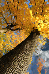 Vibrant Golden Maple Tree Canopy Against a Deep Blue Sky