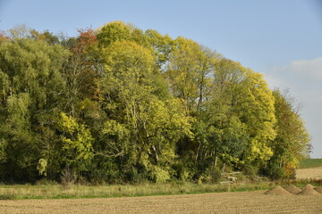 Couleurs d'automne des feuillages des arbres d'une forêt longeant les champs à Écaussinnes d'Enghien (Soignies)