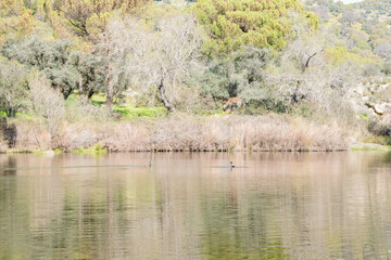 Natural pond with reeds and vegetation around it reflected in its calm waters, which serves as a...