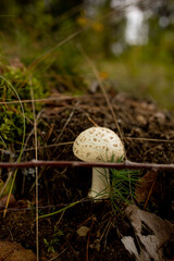 White forest mushroom with textured cap. Photograph of a single white mushroom with a speckled, textured cap. The image uses centered composition and soft natural light