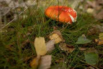 mushroom in the grass. red fly agaric inedible toxic mushroom macro photo in green grass in autumn
