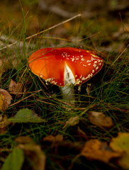 Close-up of a pale toxic mushroom growing in lush green grass and leaf litter