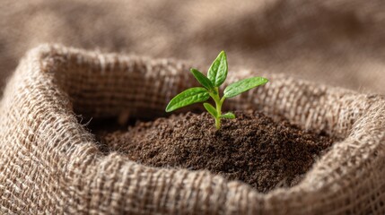 Small plant seedling growing in rich dark soil inside a burlap sack. Concept of new life, growth, and environmental care.