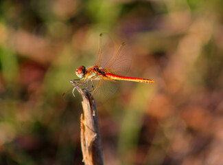 Female Red-veined Darter dragonfly - Sympetrum fonscolombii perching on a twig in its natural environment. Macro photo, selective shallow focus colourful bokeh effect background. Copy space