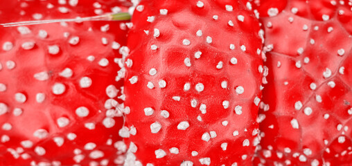 Photo of the texture of a fly agaric mushroom cap, abstract natural background.
