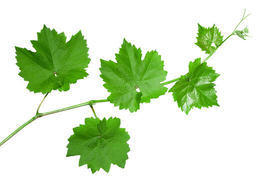 Fresh green grape vine branch growing with transparent background