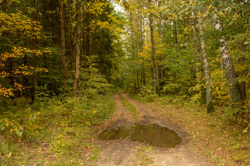 Forest Clearing with Autumn Trees. A quiet forest clearing surrounded by trees in warm autumn tones. 