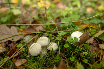 group of rain mushrooms