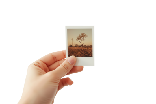 Hand holds photo of a tree in a field on a sunny day, isolated on a transparent background