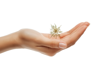 A delicate, small green star-shaped plant resting gently in the open palm of a fair-skinned hand.