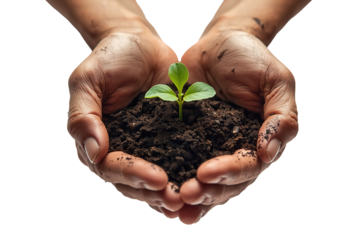 A pair of weathered hands gently cradle a mound of rich soil, nurturing a vibrant green seedling.