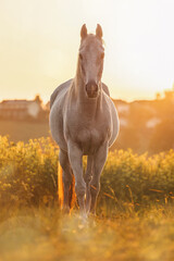 Elegant Arabian horse standing on hill during golden sunset with village and church tower in background