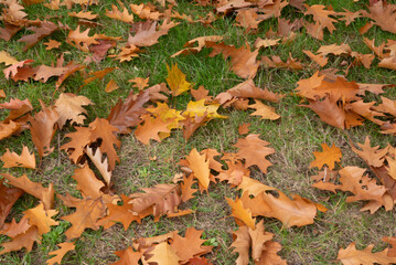 Automn Fall in germany